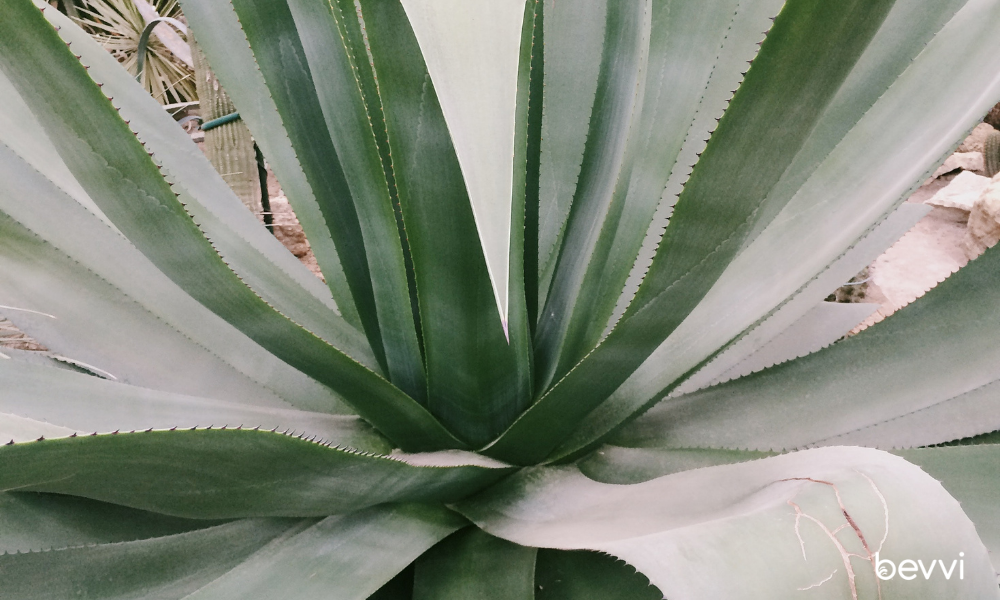 Agave Lovers’ Spirits